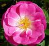 Easy To Please rose photo