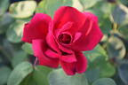 Avon ® rose photo
