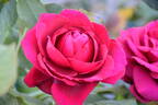 Champs-Elysées ® rose photo