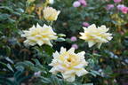 The Lady rose photo