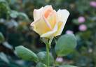 The Lady rose photo