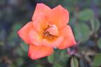 Warm Welcome rose photo