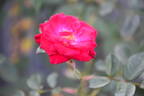 Magic Dragon rose photo