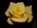 Helmut Schmidt rose photo