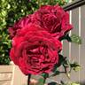 Dakota Redwing rose photo