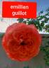 Emilien Guillot ® rose photo