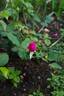 Babe Ruth rose photo