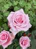 Linda Porter rose photo