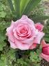 Linda Porter rose photo