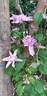 Multi Pink clematis photo