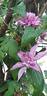 Multi Pink clematis photo