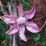 Multi Pink clematis photo