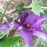 The President clematis photo