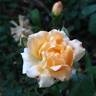 Sunshine rose photo