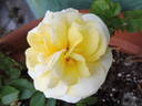 Yellow Brick Road rose photo