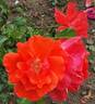 Blaze of Glory rose photo