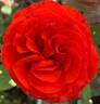 Mercedes ® rose photo