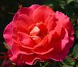Coral Miracle ™ rose photo