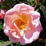 Peachy Keen rose photo