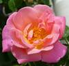 Dr. Eckener rose photo
