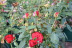 Gabriella ® rose photo