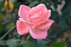 Marjory Palmer rose photo
