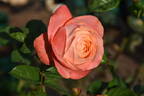 Queen of Hearts rose photo