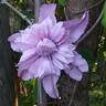 Multi Pink clematis photo