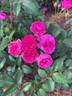 Sunday China rose photo
