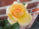 Atco Royale rose photo