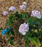 Silver Cloud rose photo