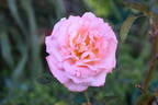 Paul Shirville rose photo