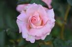 Paul Shirville rose photo