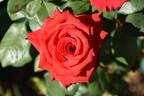 Gabriella ® rose photo