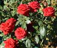 Gabriella ® rose photo