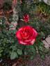 Legend® rose photo