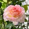 Mitsouko ® rose photo