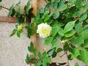 Nardy rose photo