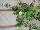 Nardy rose photo