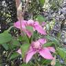Multi Pink clematis photo