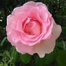Grand Siècle® rose photo