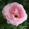 Grand Siècle® rose photo