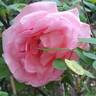 Grand Siècle® rose photo