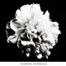 Florence Nightingale peony photo