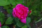 Babe Ruth rose photo