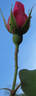 Lady Mann rose photo