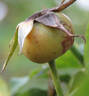 Lady Mann rose photo