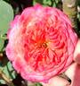 Portlandia rose photo
