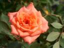 Cupid's Beauty rose photo