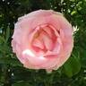 Grand Siècle® rose photo